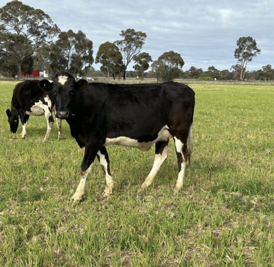 Holstein Cattle