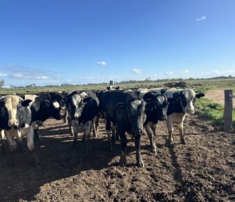 Holstein Cattle