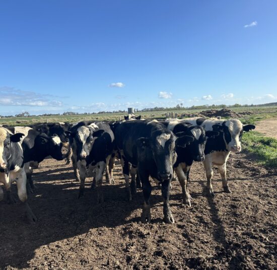 Holstein Cattle