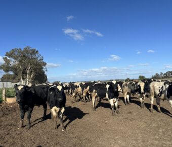 Holstein Cattle