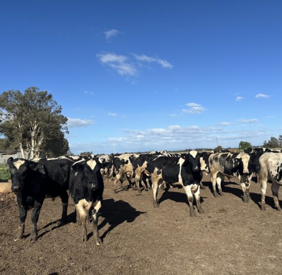 Holstein Cattle