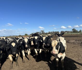 Holstein Cattle