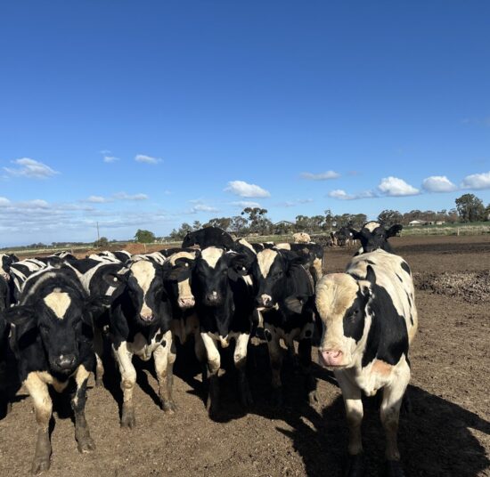 Holstein Cattle