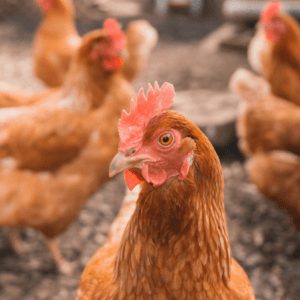 off Layer Chickens