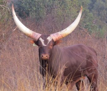 Ankole Cattle