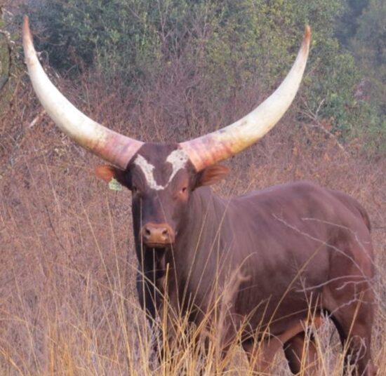 Ankole Cattle
