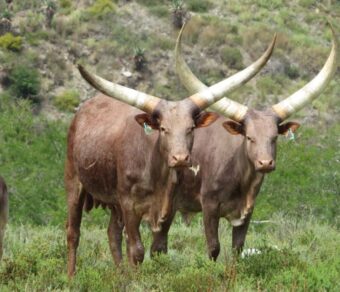 Ankole Cattle