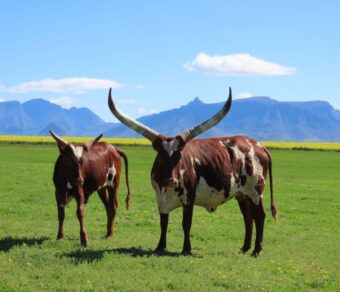 Ankole Cattle
