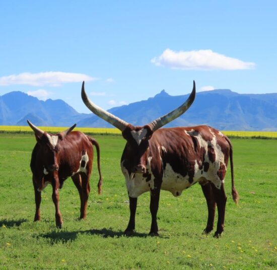 Ankole Cattle