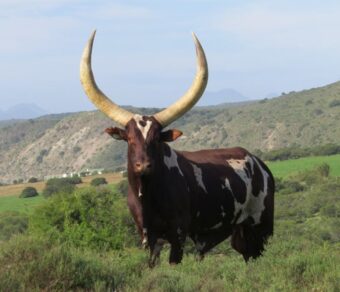 Ankole Cattle