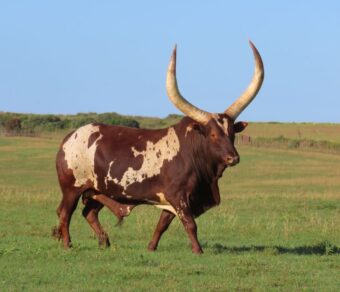 Ankole Cattle
