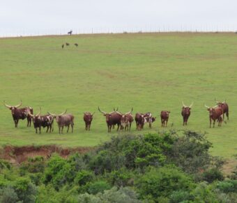 Ankole Cattle