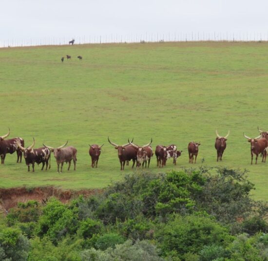 Ankole Cattle