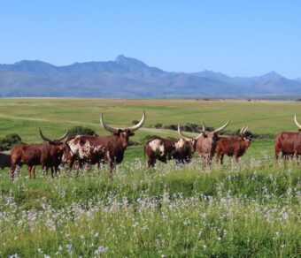 Ankole Cattle