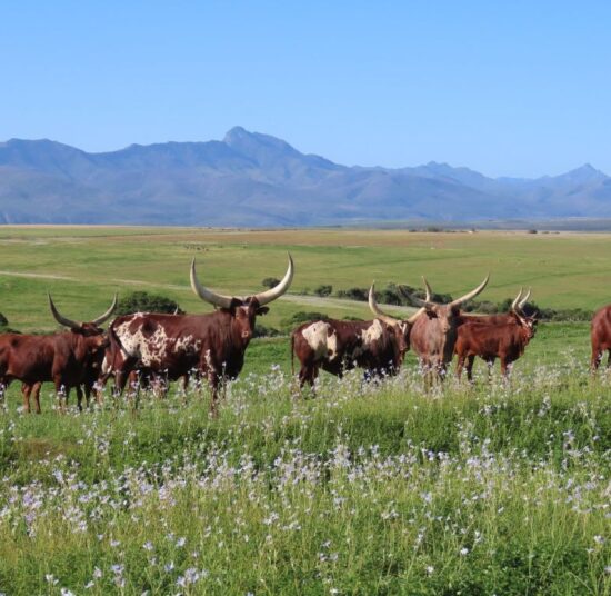 Ankole Cattle