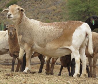 Meatmaster Sheep