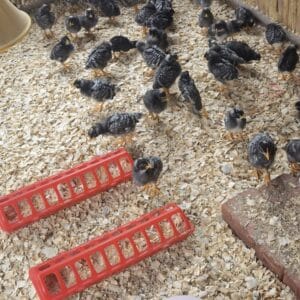 Potch koekoek day-old chicks