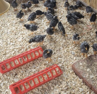 Potch koekoek day-old chicks