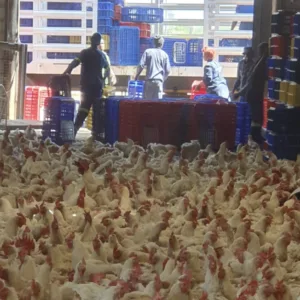 2-5kg Broiler Chickens