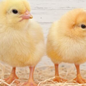 Day Old Layer Chicks
