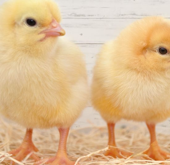 Day Old Layer Chicks