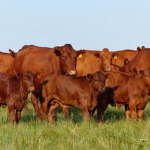 Bonsmara Beef