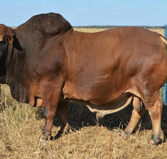 Boran Cattle