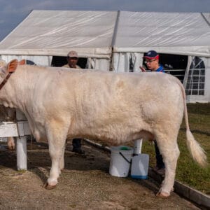 Charolais Cattle