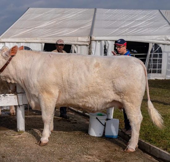 Charolais Cattle