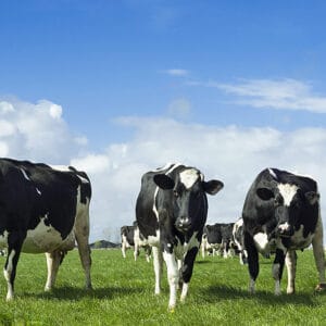 Holstein Cattle