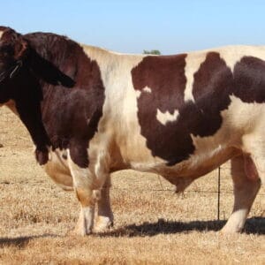 Shorthorn Cattle