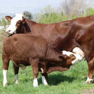 Simmentaler Cattle
