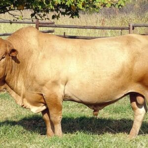 Tuli Cattle