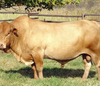 Tuli Cattle