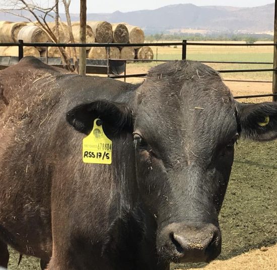 Wagyu Beef