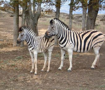 Zebras For Sale