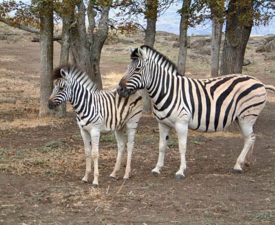 Zebras For Sale