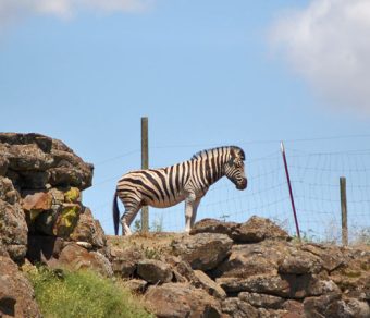 Zebras For Sale