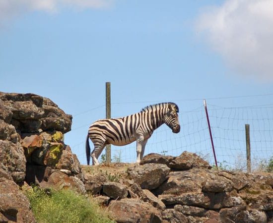 Zebras For Sale