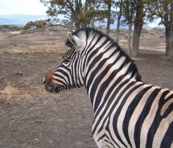 Zebras For Sale