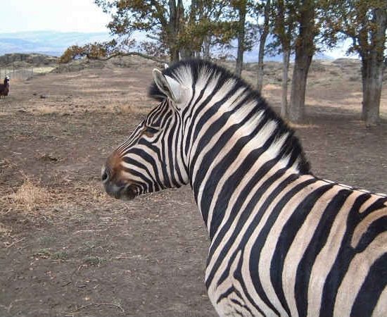 Zebras For Sale