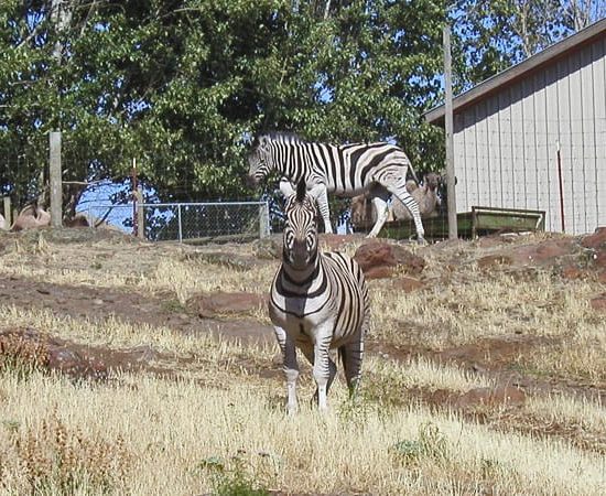 Zebras For Sale