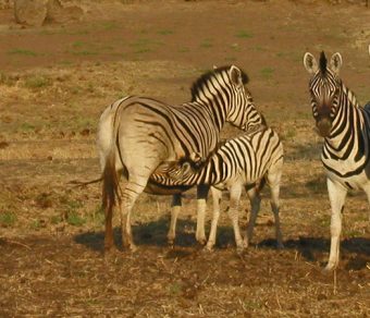 Zebras For Sale