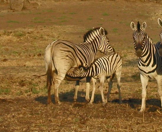 Zebras For Sale