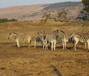 Zebras For Sale