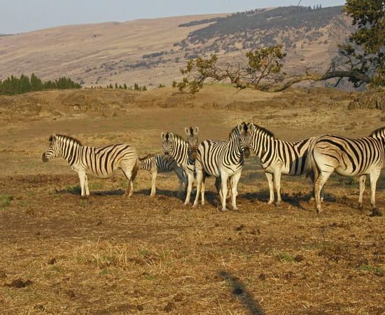 Zebras For Sale