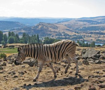 Zebras For Sale