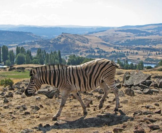 Zebras For Sale