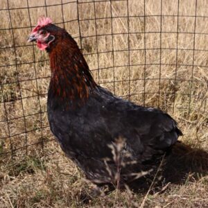 Black Copper Marans