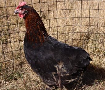 Black Copper Marans